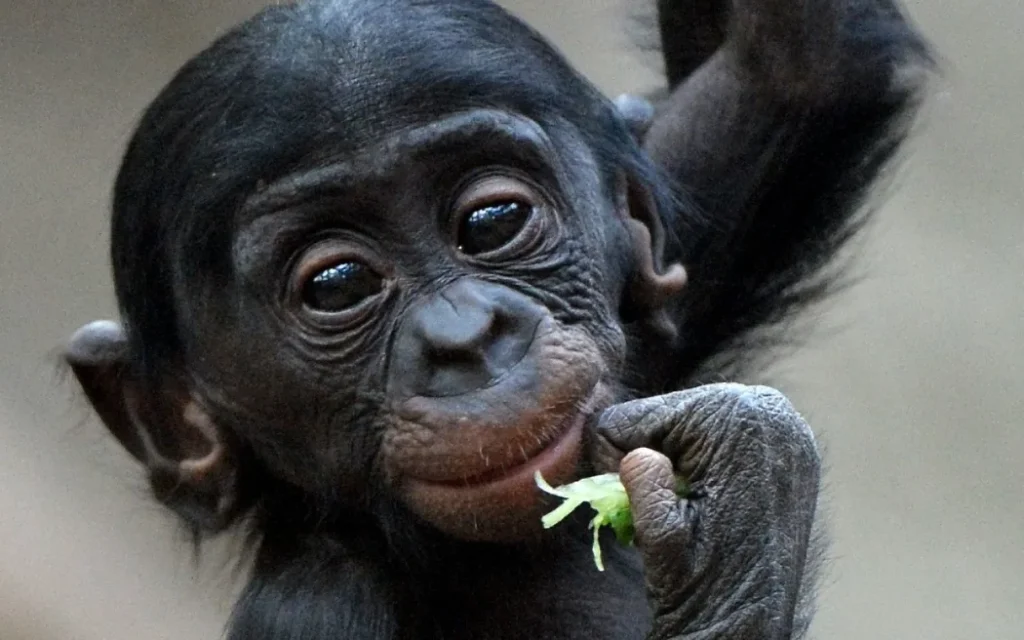 Bonobo