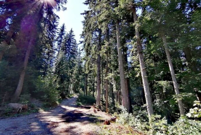 Šumski predio u Republici Srpskoj pod nadzorom i uticajem suše