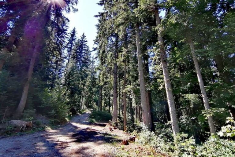 Šumski predio u Republici Srpskoj pod nadzorom i uticajem suše