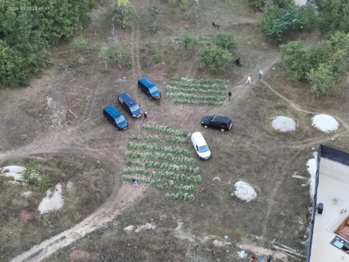 Policijska akcija i zaplijenjena plantaža cannabisa u Borcima kod Konjica