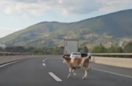 Krava na autoputu kod Kladnja između zaustavljenih vozila